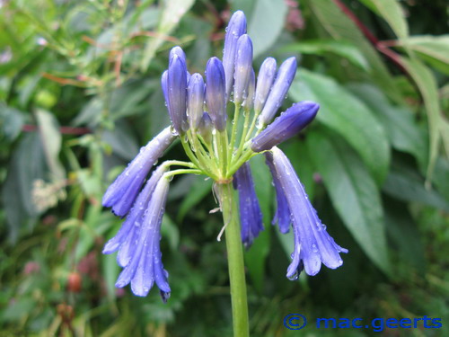 Agapanthus inapertus ssp inapertus